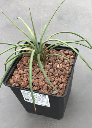 Agave Geminiflora