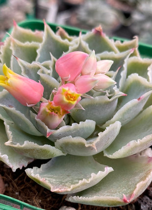 Echeveria simulans ´Laguna Sanchez´