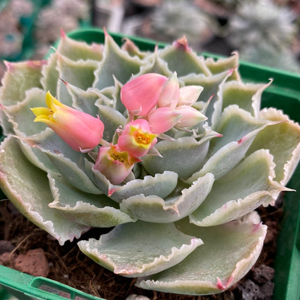 Echeveria simulans ´Laguna Sanchez´