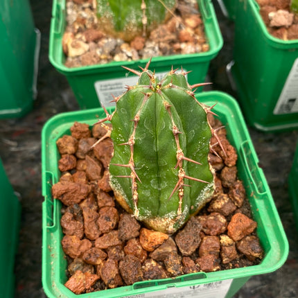 Euphorbia handiensis