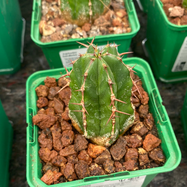 Euphorbia handiensis