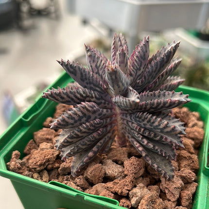 Kalanchoe daigremontiana