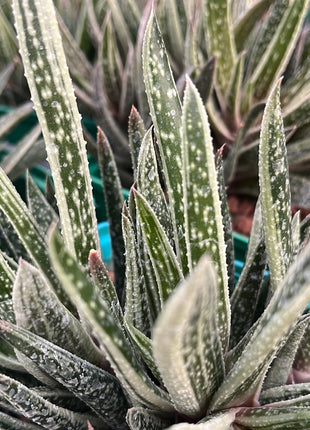x Gasteraloe 'Doreen'