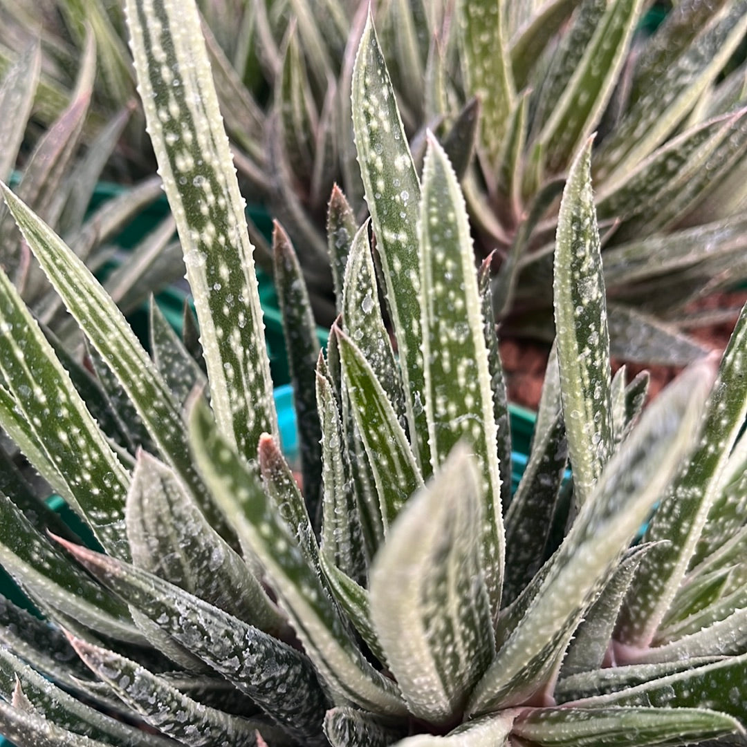 x Gasteraloe ‘Doreen’