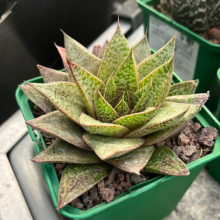 x Gasteraloe 'D Due'