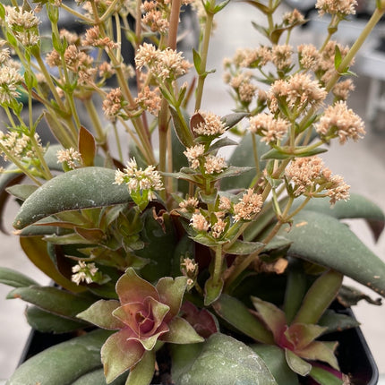 Crassula orbicularis var. rosularis