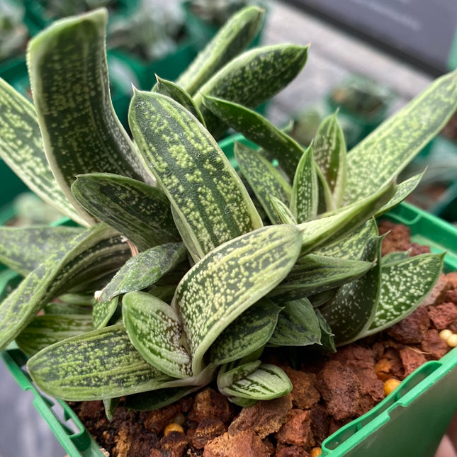 Gasteria cv. Little warty