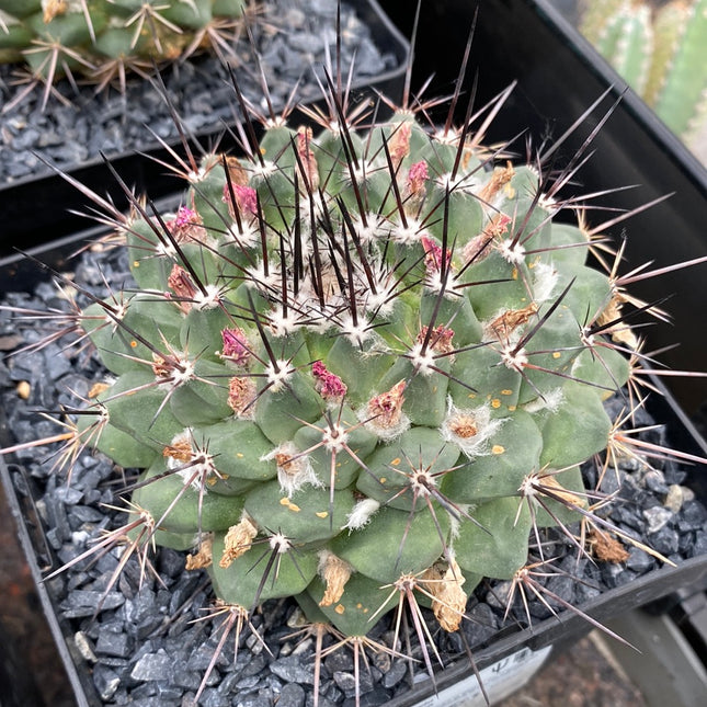 Mammillaria karwinskiana