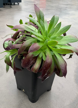Aeonium „Schwarze Magie“