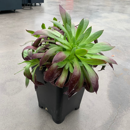 Aeonium ‘Black Magic’