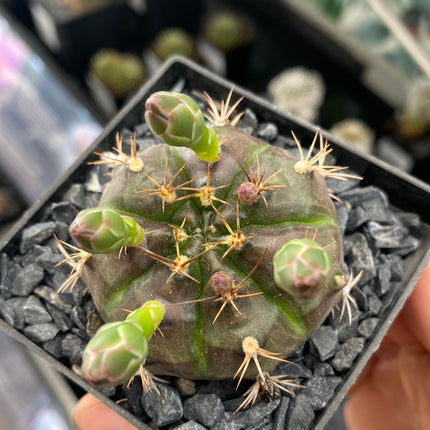 Gymnocalycium damsii