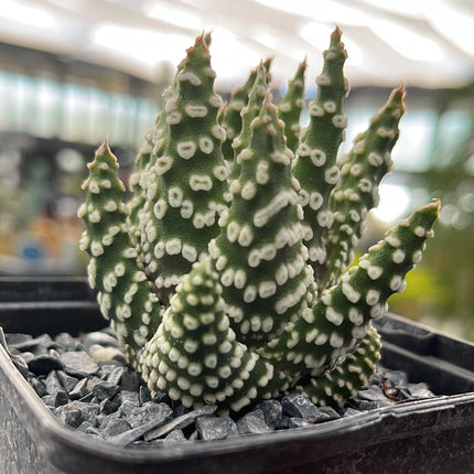 Tulista pumila 'Donuts'