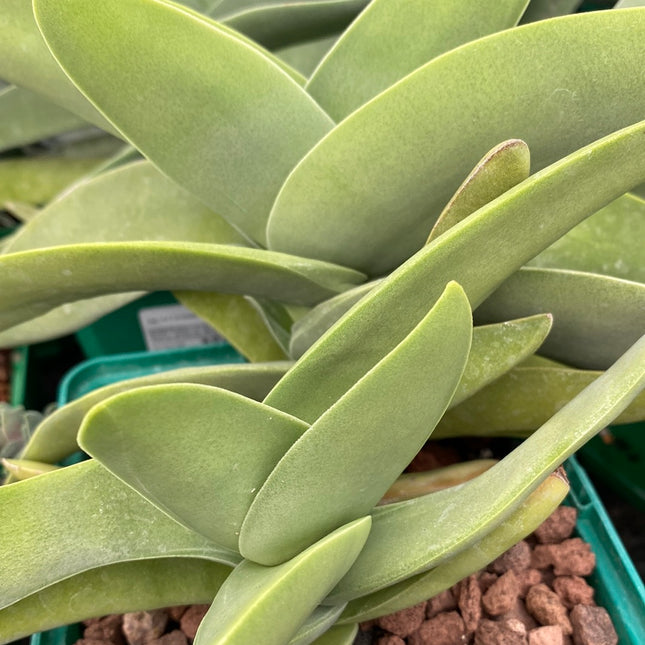Propeller Plant