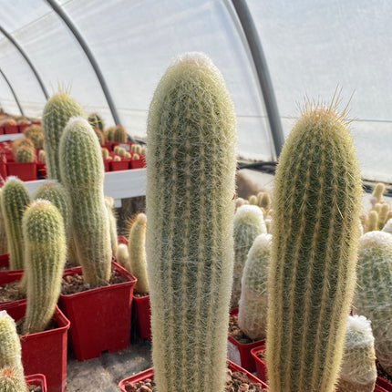 Espostoa melanostele subs. Wiegenlied