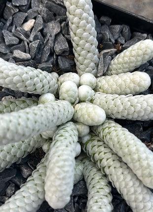 Avonia papyracea