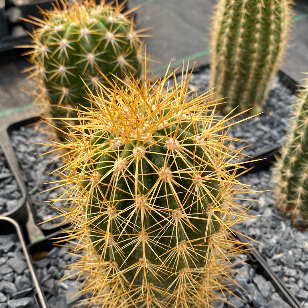 Trichocereus hybrid