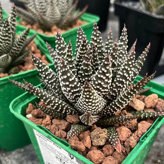 Collection image for: GASTERALOE