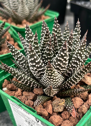 x Gasteraloe 'Royal Highness'