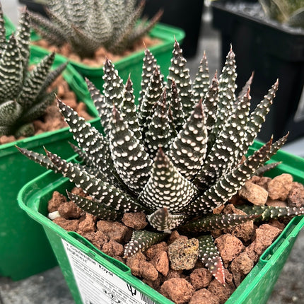 x Gasteraloe 'Königliche Hoheit'