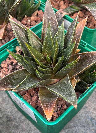 x Gasteraloe 'Beguinii'