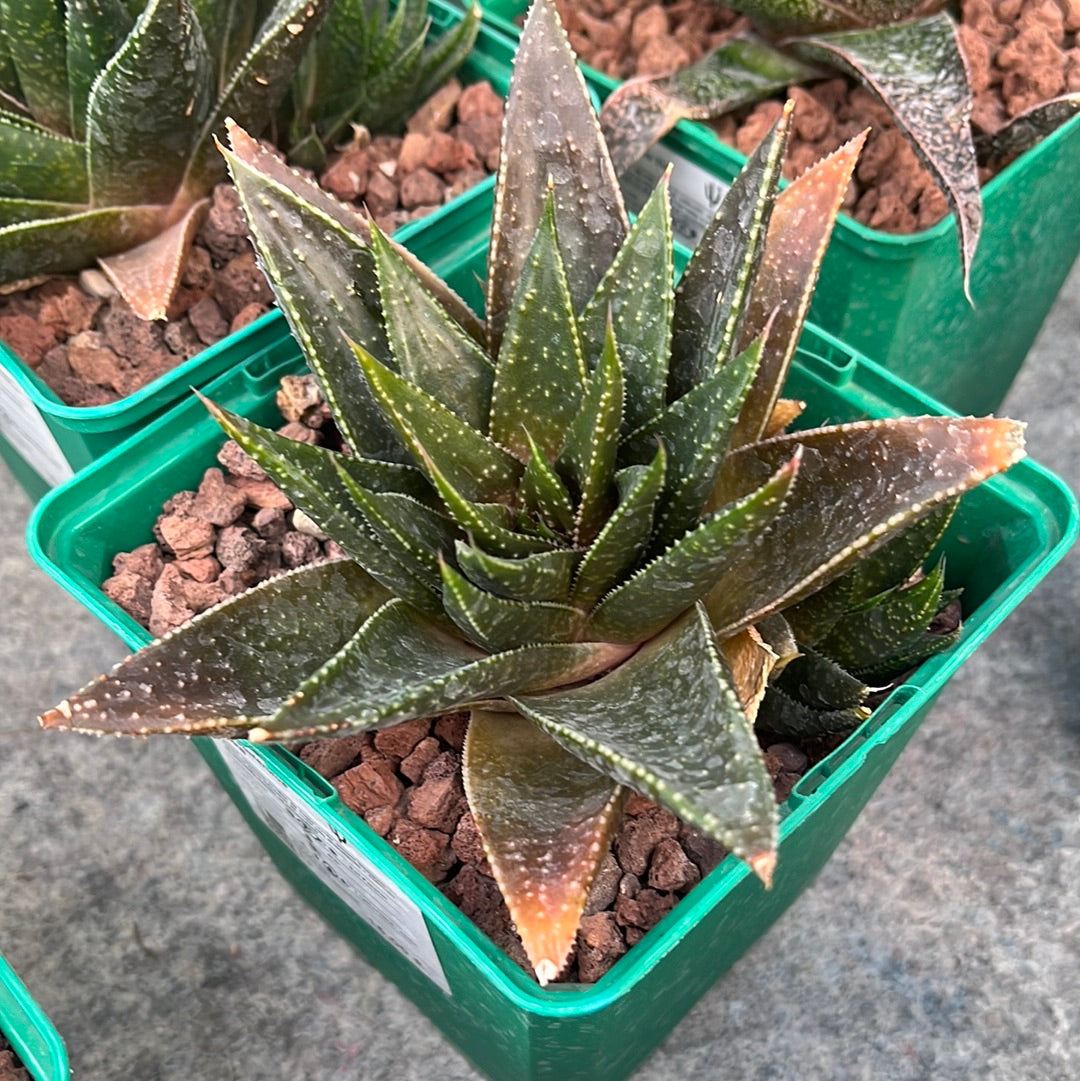 x Gasteraloe 'Beguinii'