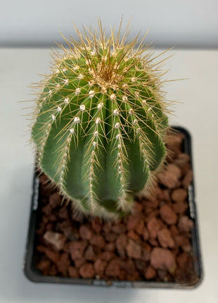 Neobuxbaumia polylopha