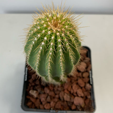 Neobuxbaumia polylopha