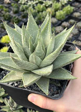 x Gasteraloe 'Savannah'