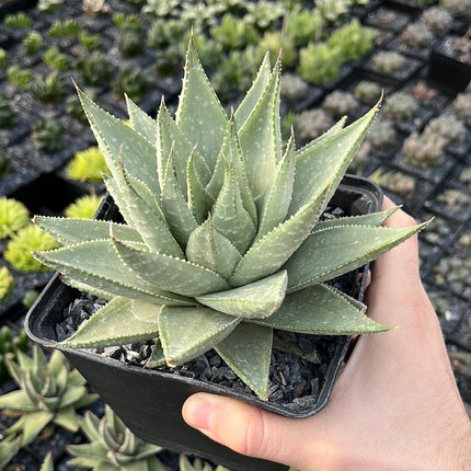 x Gasteraloe 'Savannah'