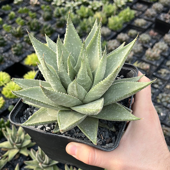 x Gasteraloe ‘Savannah’