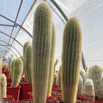 Espostoa melanostele subs. Wiegenlied