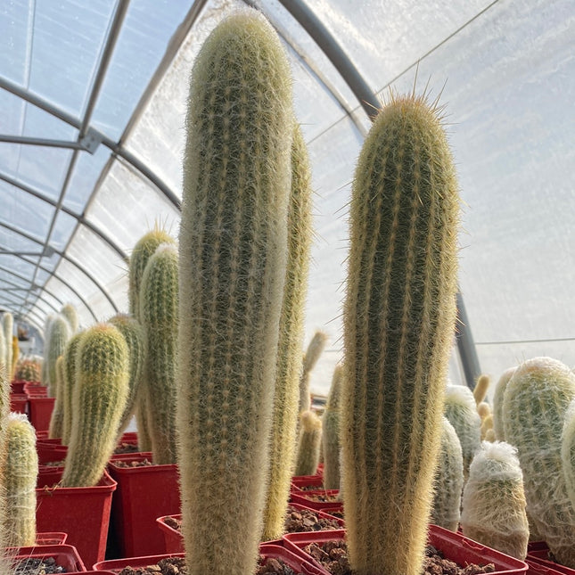 Espostoa melanostele subs. nana