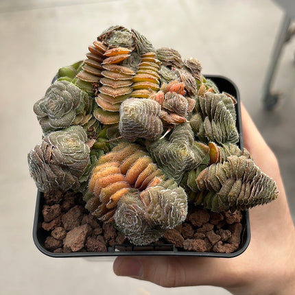 Crassula setulosa var. setulose
