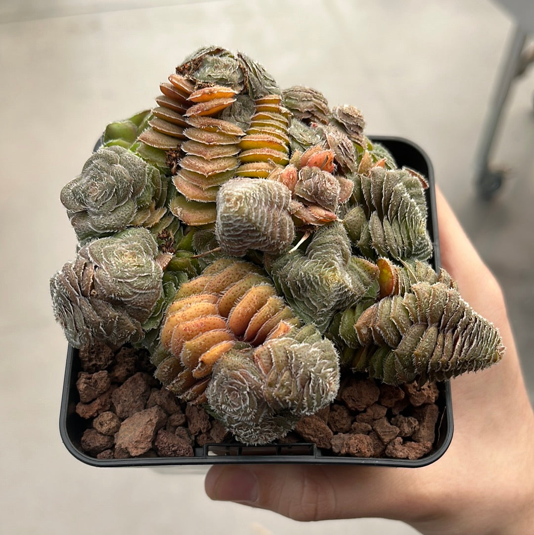 Crassula setulosa var. setulosa