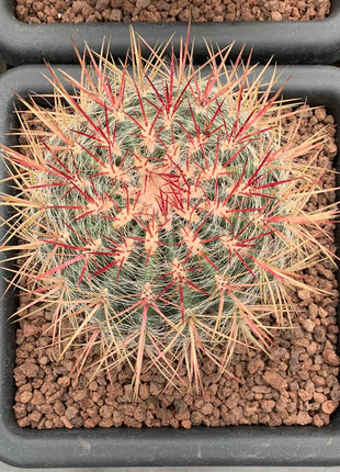 Ferocactus pilosus