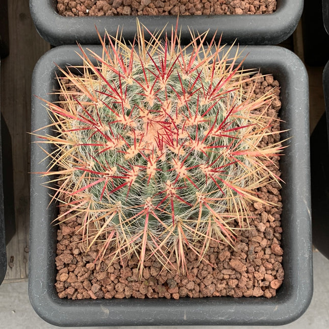Ferocactus pilosus