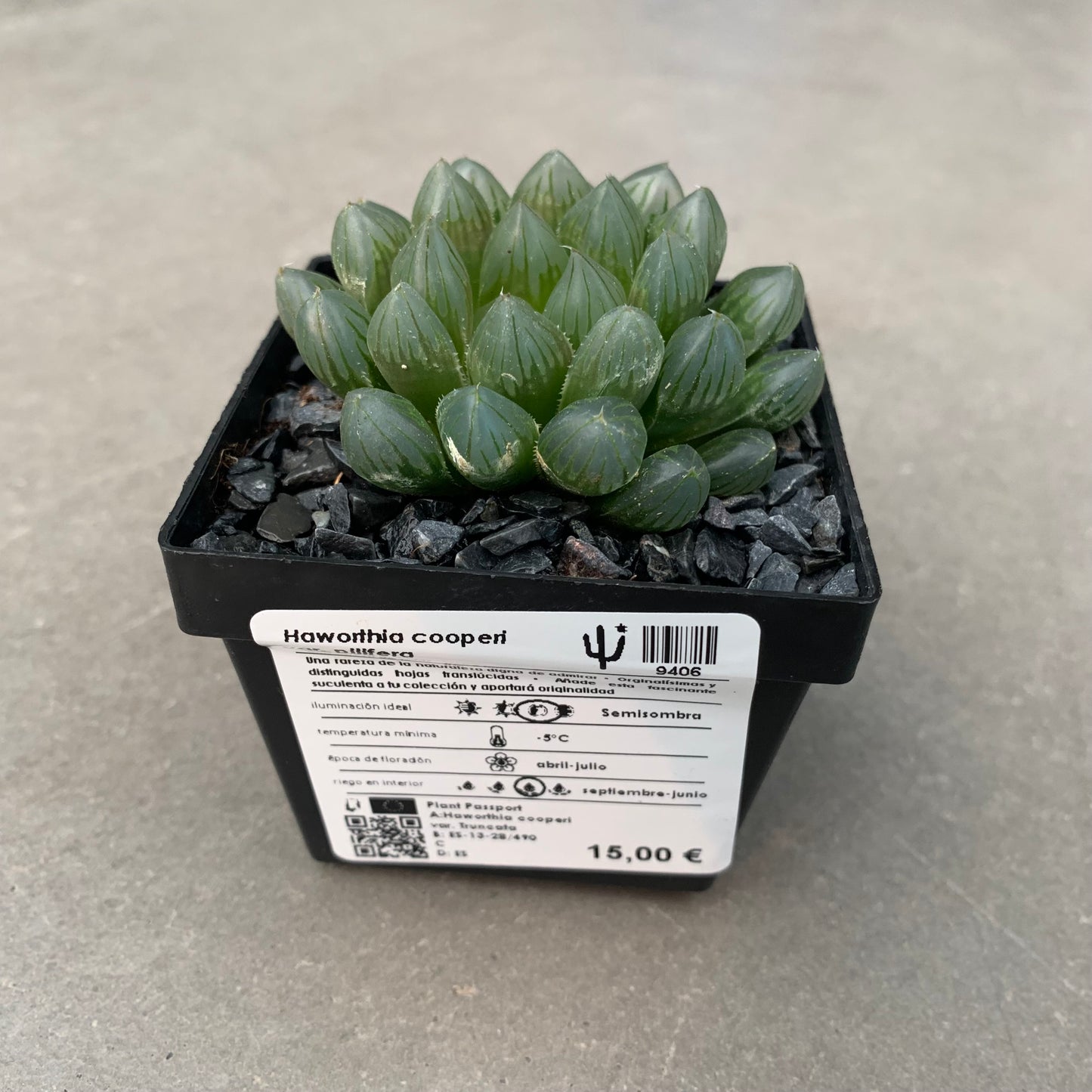 Haworthia cooperi var. pilifera