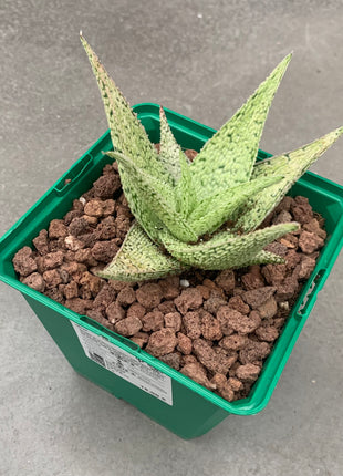 Aloe 'Lotus silver'