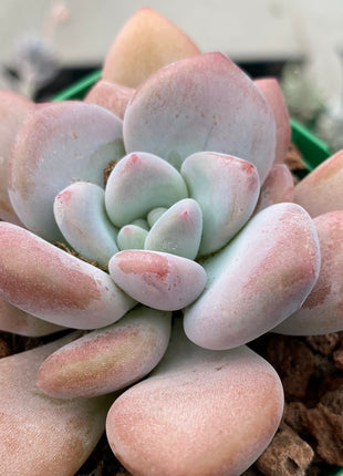Pachyveria corvus