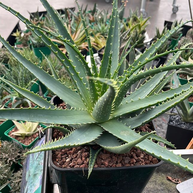 Aloe arborescens
