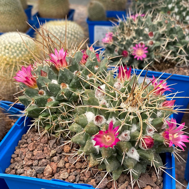 Mammillaria compressa