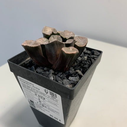 Haworthia maughanii 'Shirotae'