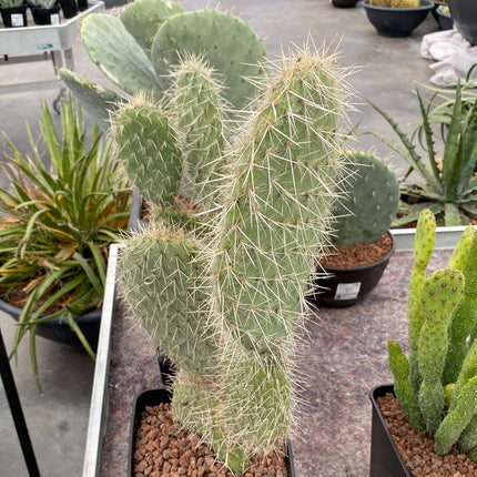 Opuntia pilifera