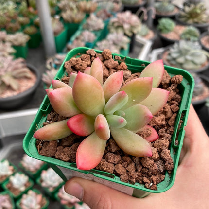 Pachyveria 'Dr. Kornelius