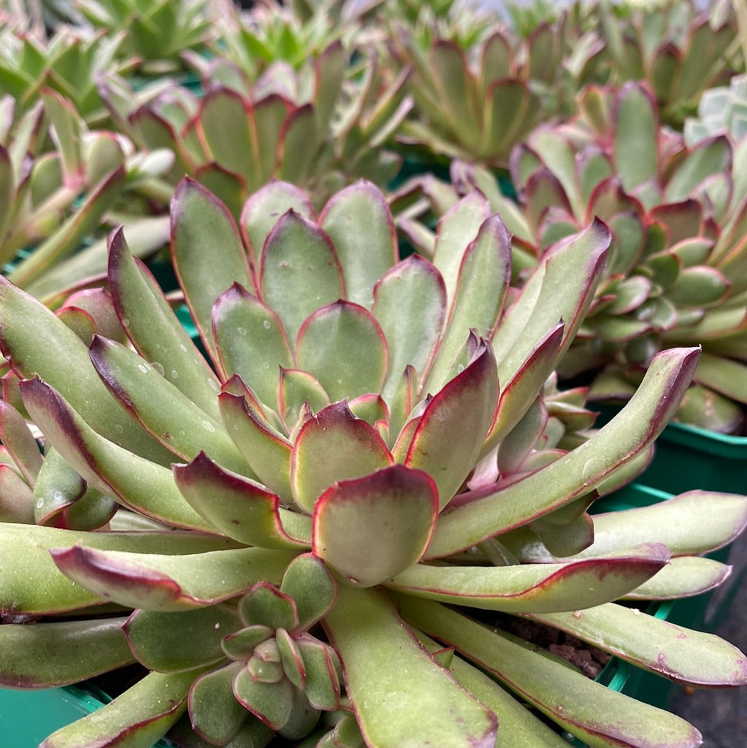 Echeveria polishis cv. Magma Pearl