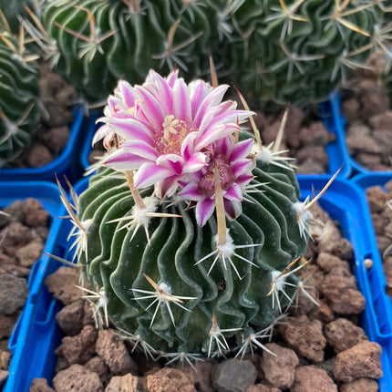 Echinofossulocactus crispatus