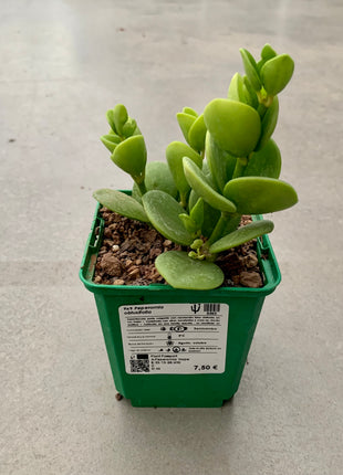 Peperomia obtusifolia
