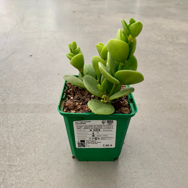 Peperomia obtusifolia