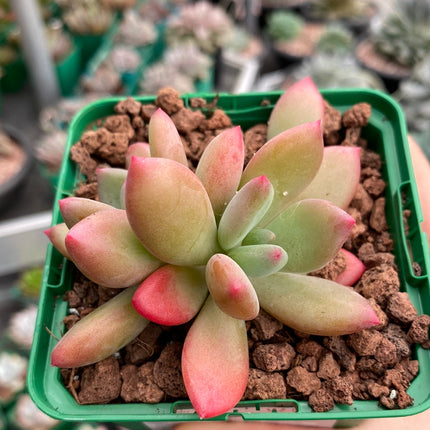 Pachyveria 'Dr. Kornelius