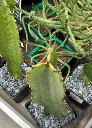 Euphorbia trigona
